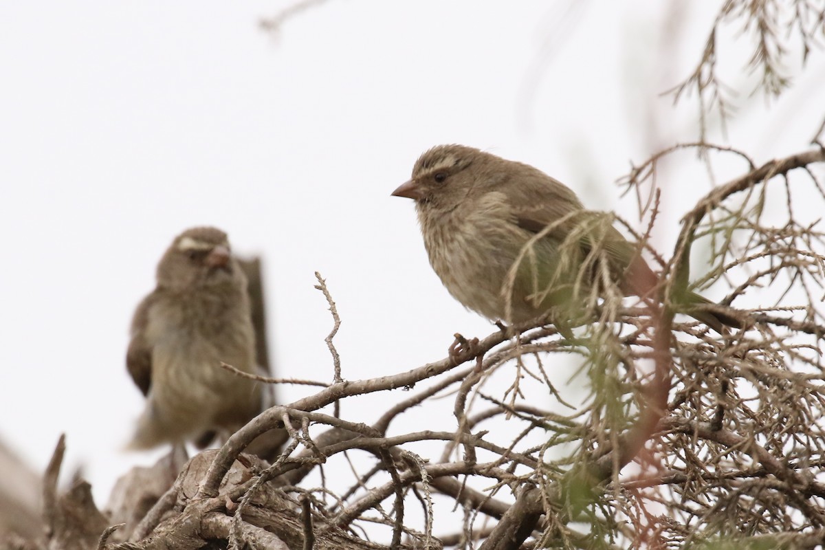 Brown-rumped Seedeater - ML324098371