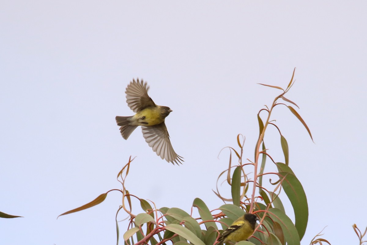 Ethiopian Siskin - ML324098381