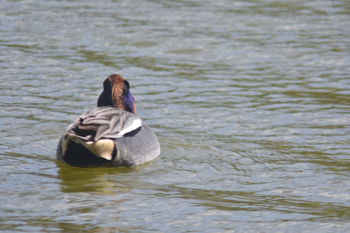 Green-winged Teal - ML324098511