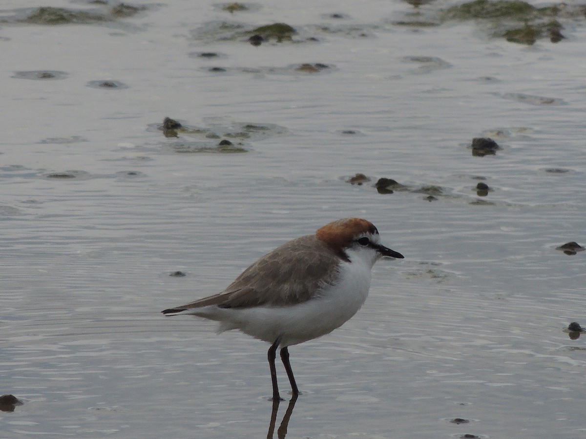 Red-capped Plover - George Vaughan