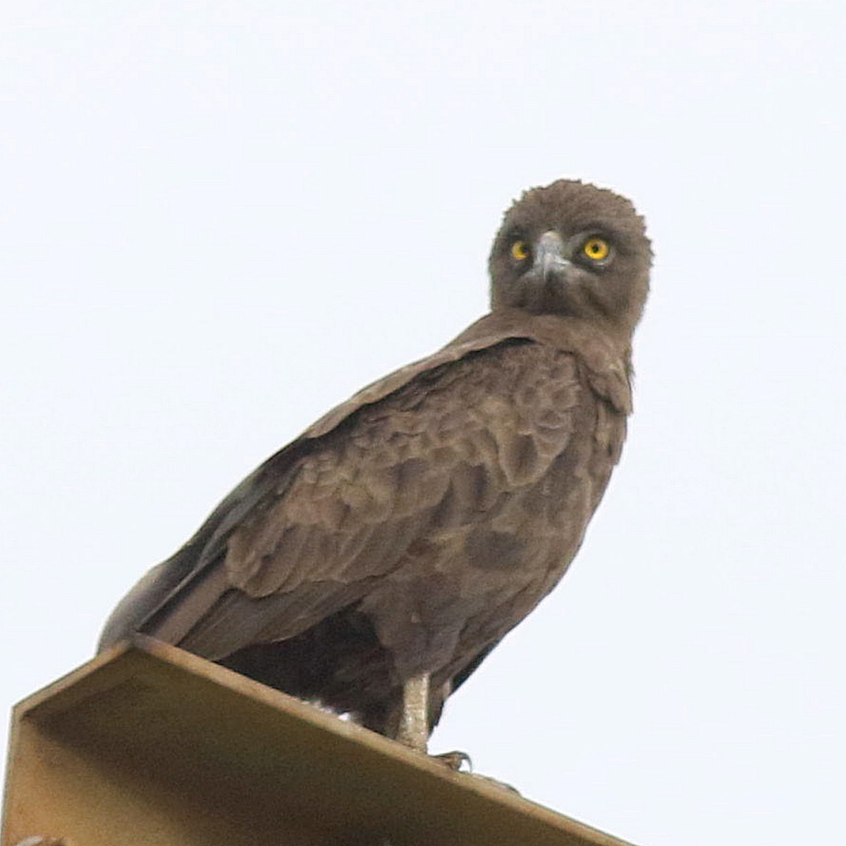 Brown Snake-Eagle - Sue Oertli