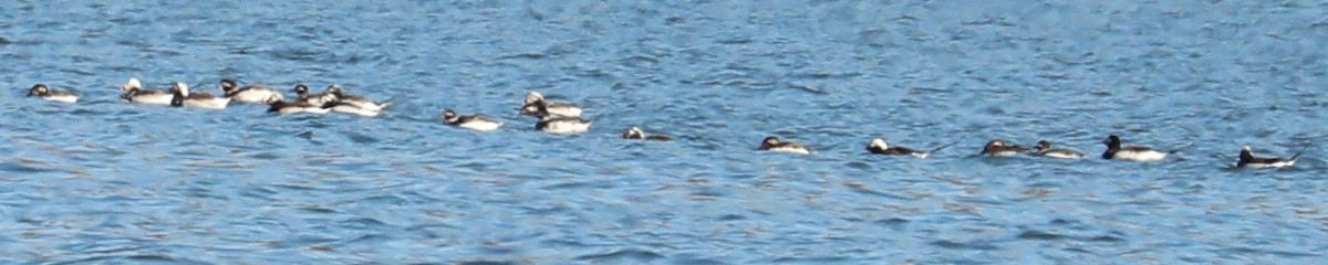Long-tailed Duck - ML324100031