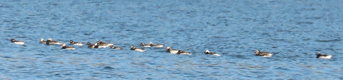Long-tailed Duck - ML324100041