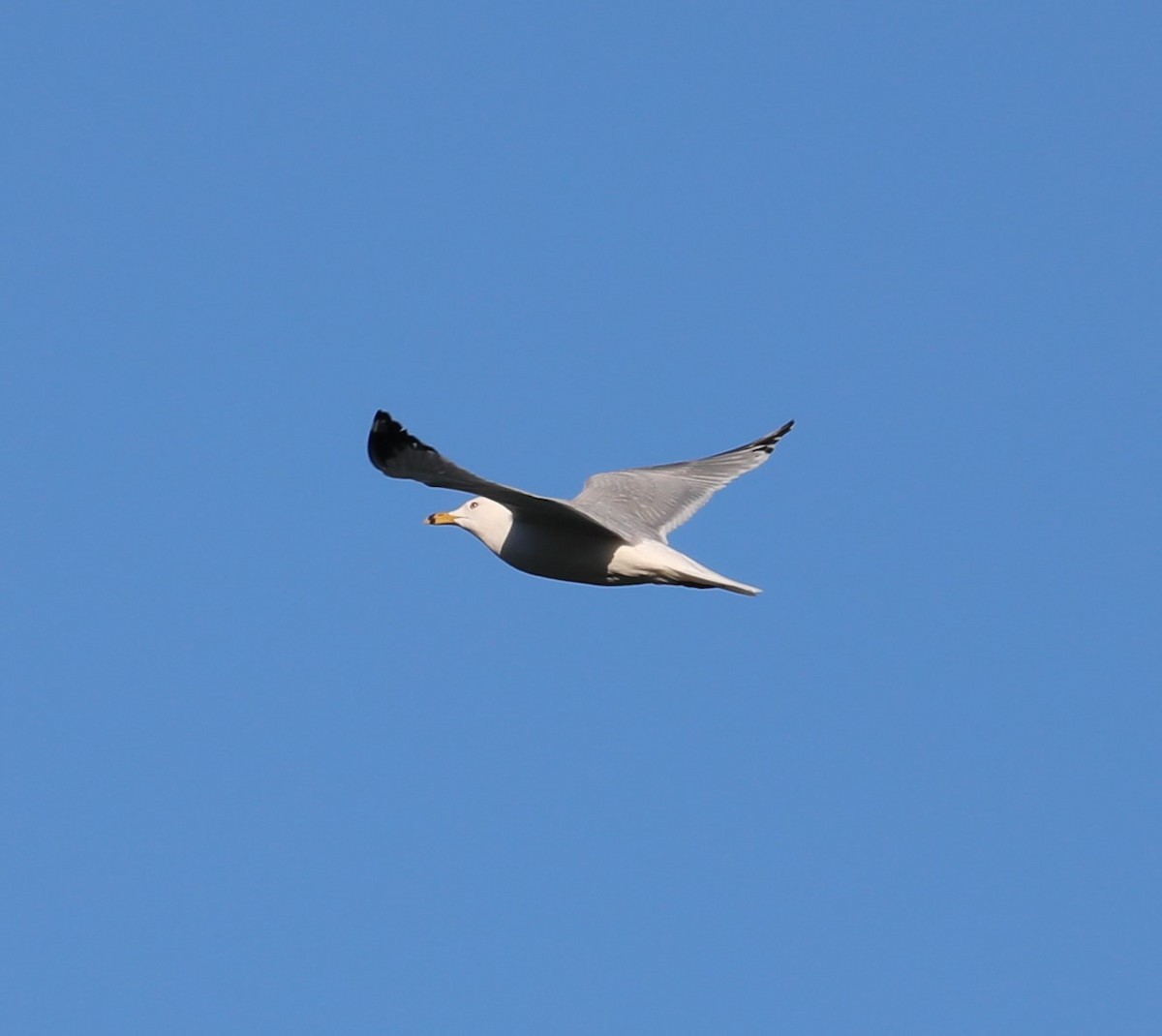 Ring-billed Gull - ML324100071