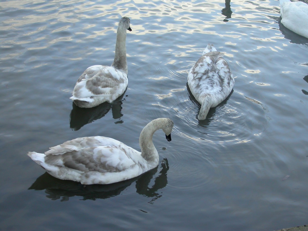 Mute Swan - ML324100421