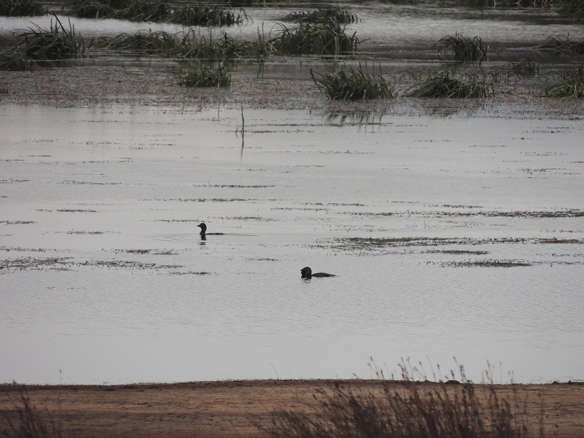 Musk Duck - ML324104911