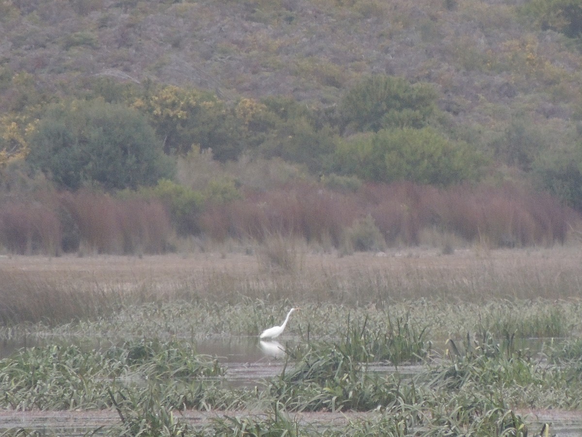 Great Egret - ML324105691