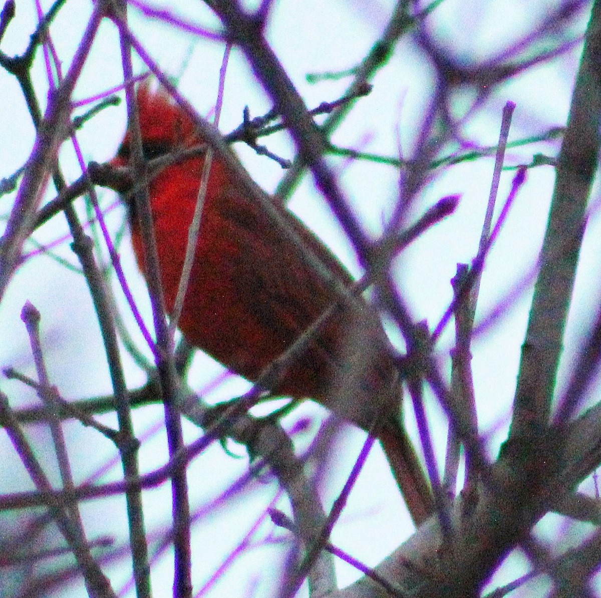 Northern Cardinal - ML324106381