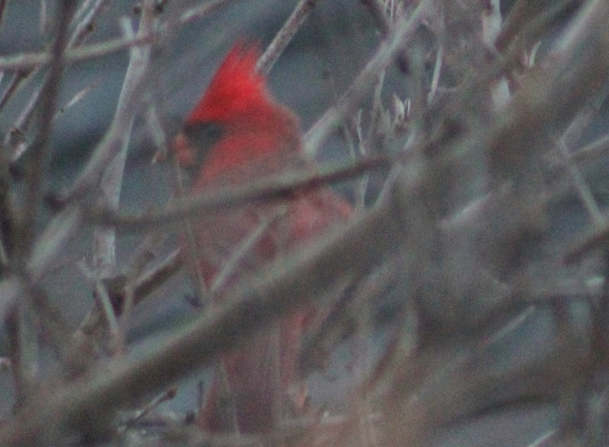 Northern Cardinal - ML324106431