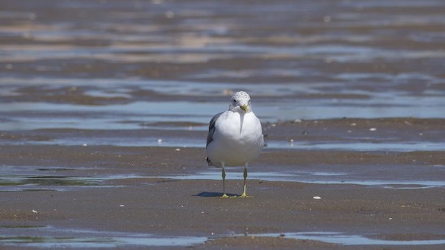 Common Gull (Kamchatka) - ML324106971