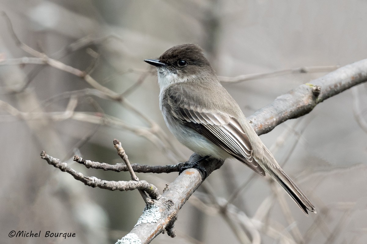 Eastern Phoebe - ML324107811