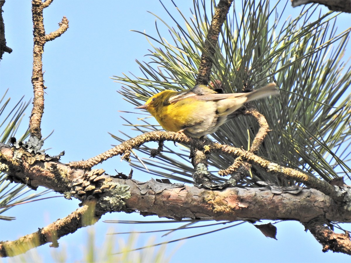 Pine Warbler - ML324108031