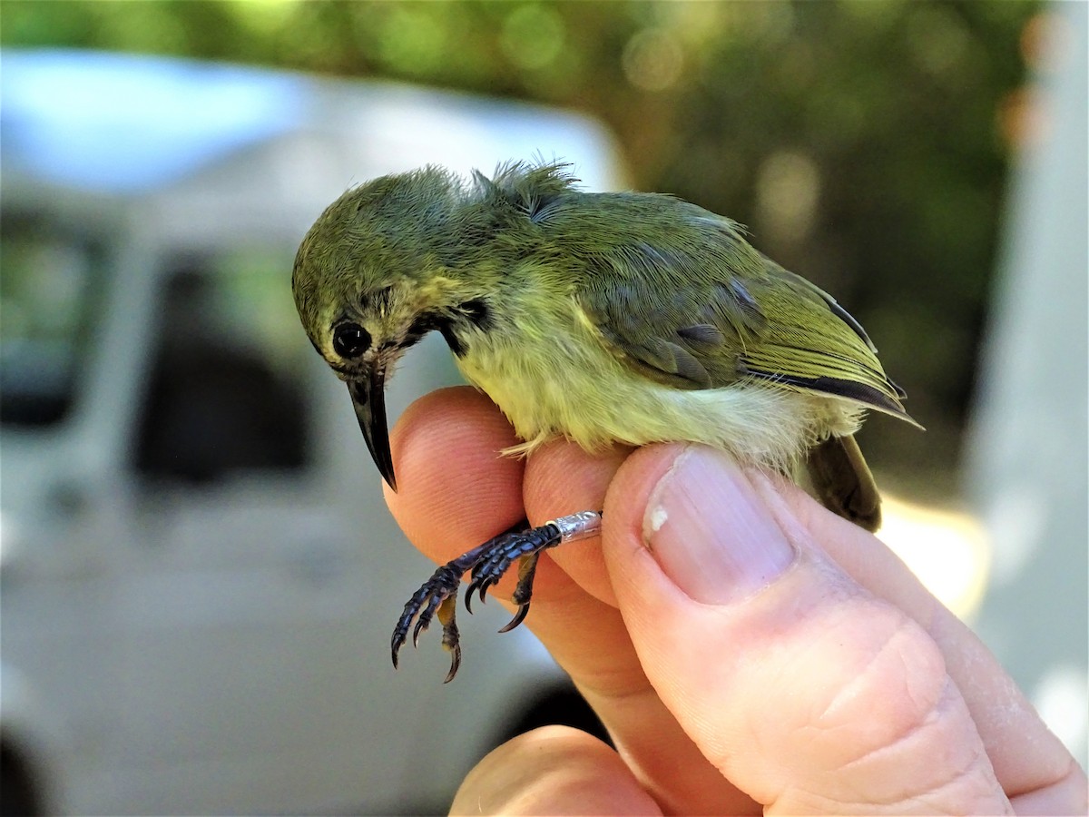 Plain-backed Sunbird - ML324109321