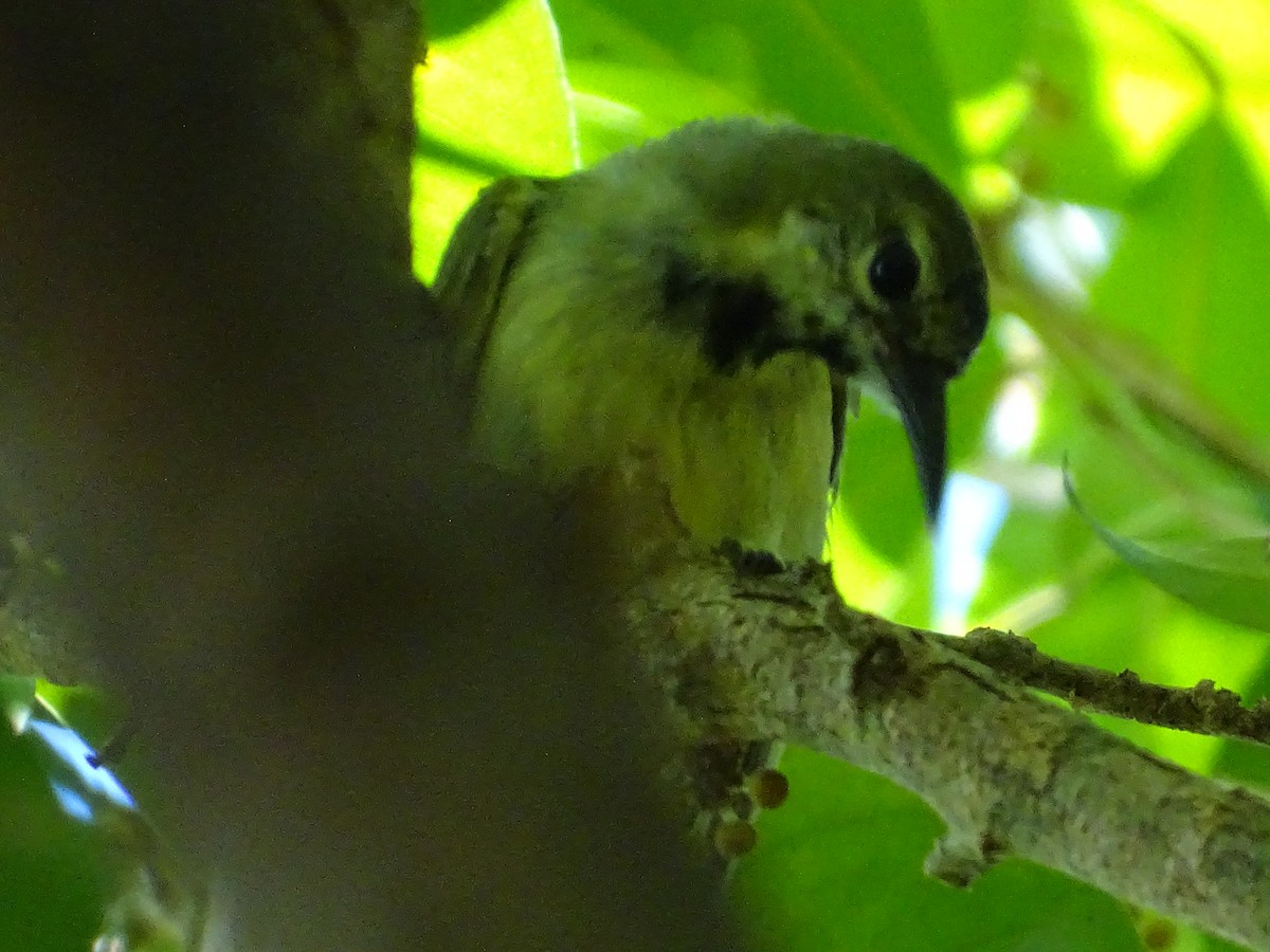 Plain-backed Sunbird - ML324109371