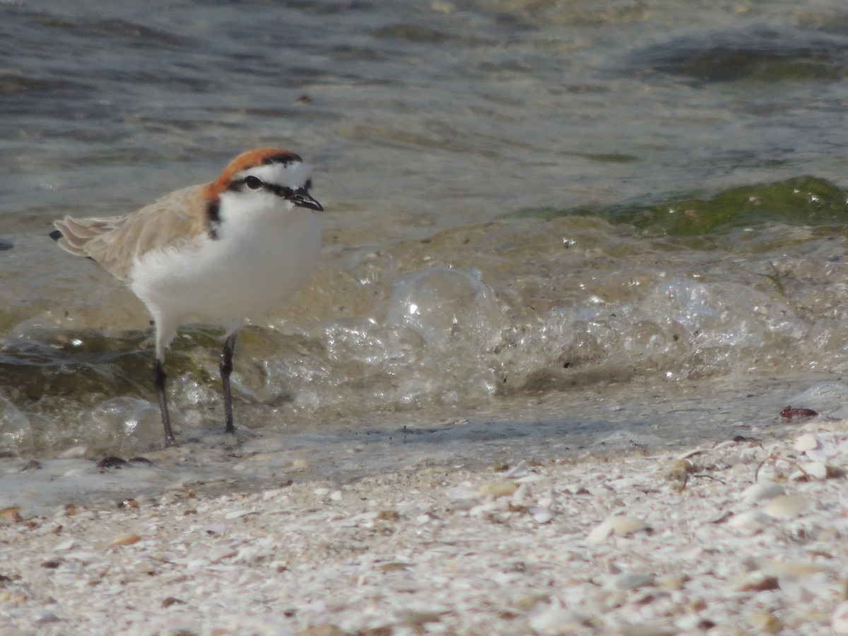 Red-capped Plover - George Vaughan