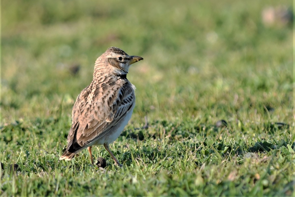 Bimaculated Lark - ML324111811
