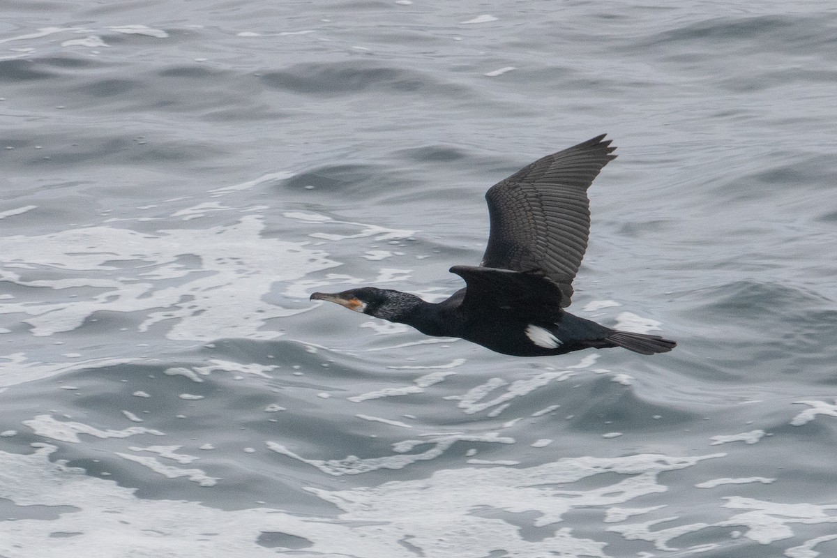 Great Cormorant - Blair Dudeck