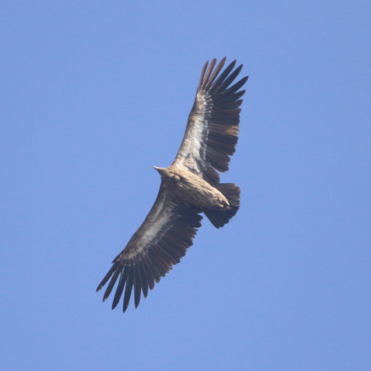 Himalayan Griffon - ML324113711