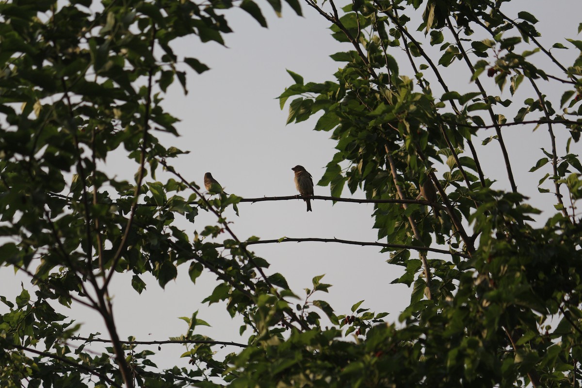 Common Rosefinch - ML324114151