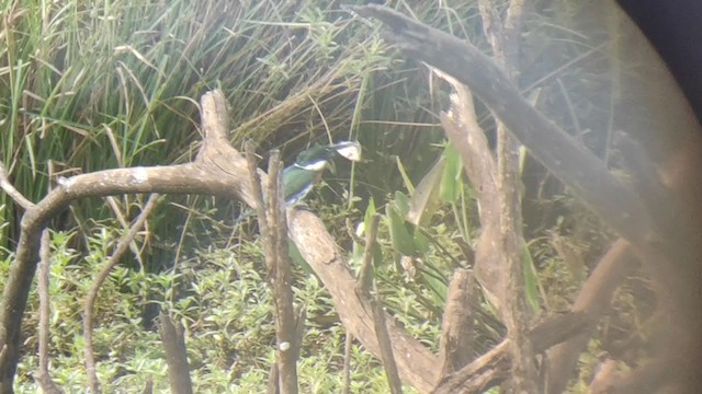 Amazon Kingfisher - ML324114941