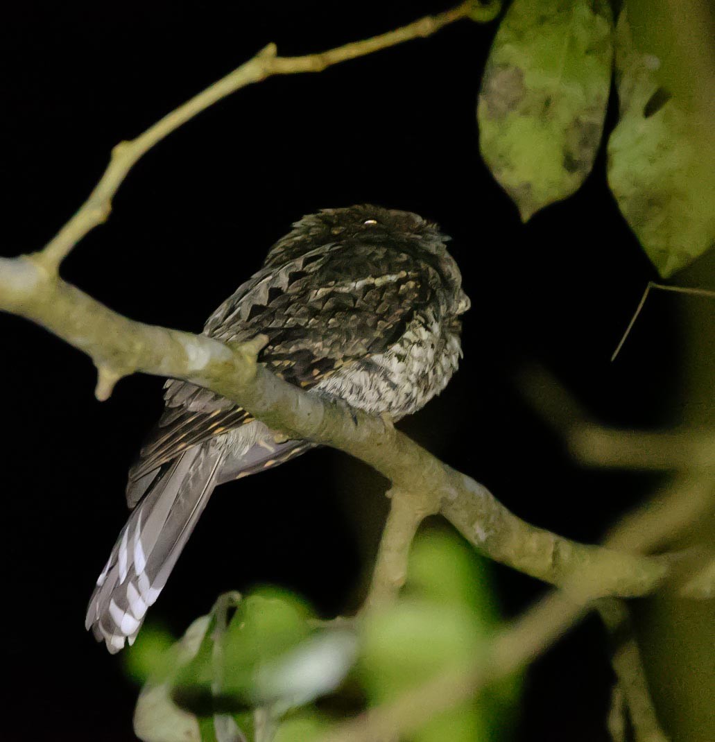 Yucatan Poorwill - ML324115481