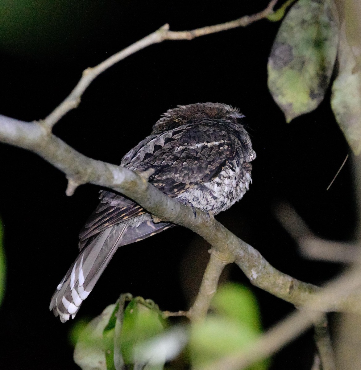 Yucatan Poorwill - ML324115491