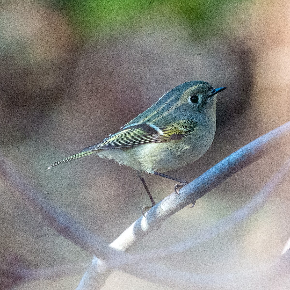 Ruby-crowned Kinglet - ML324115661