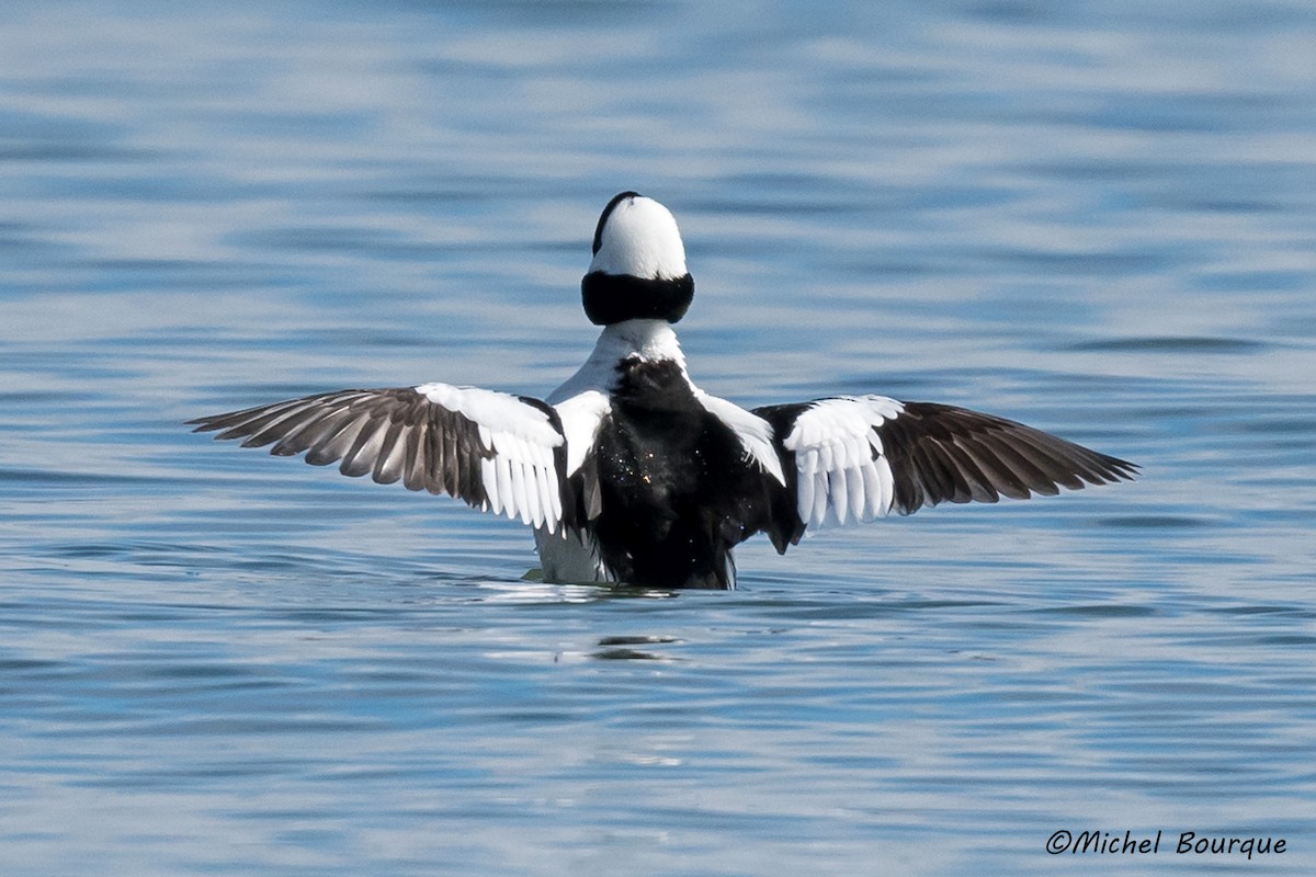 Bufflehead - ML324115991