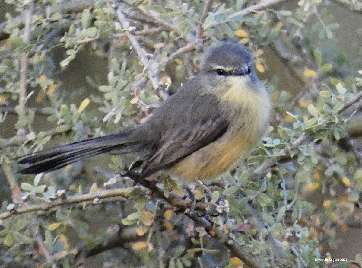 Greater Wagtail-Tyrant - ML324117861