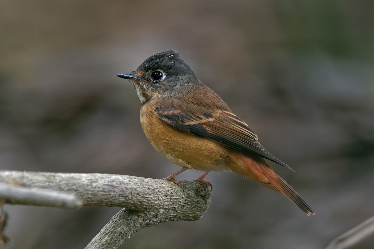 Ferruginous Flycatcher - ML324120451