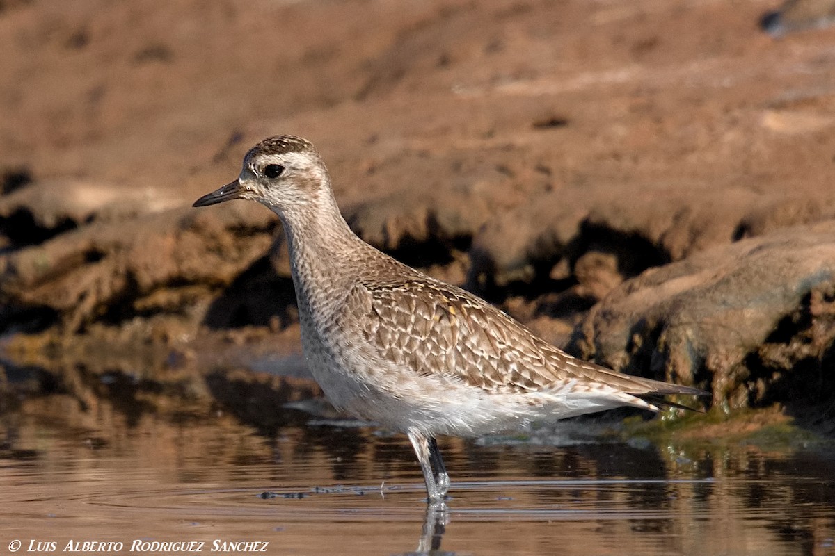 American Golden-Plover - ML324121421