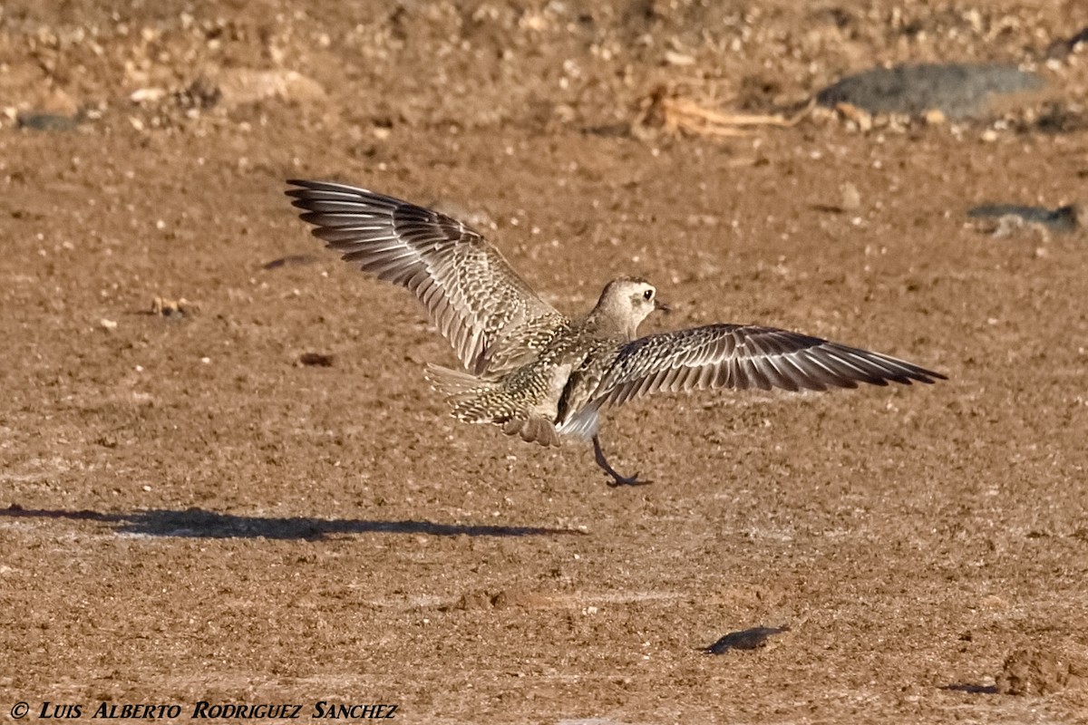 American Golden-Plover - ML324121541