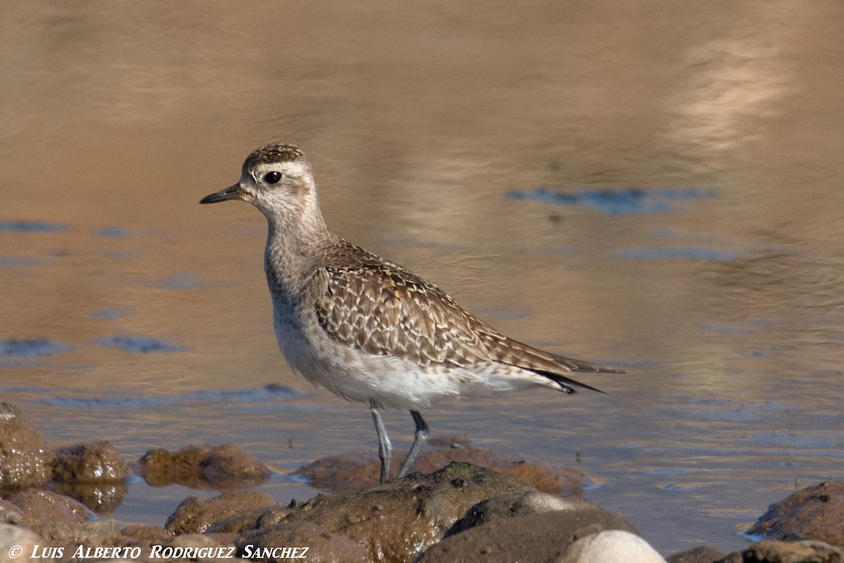 American Golden-Plover - ML324121601