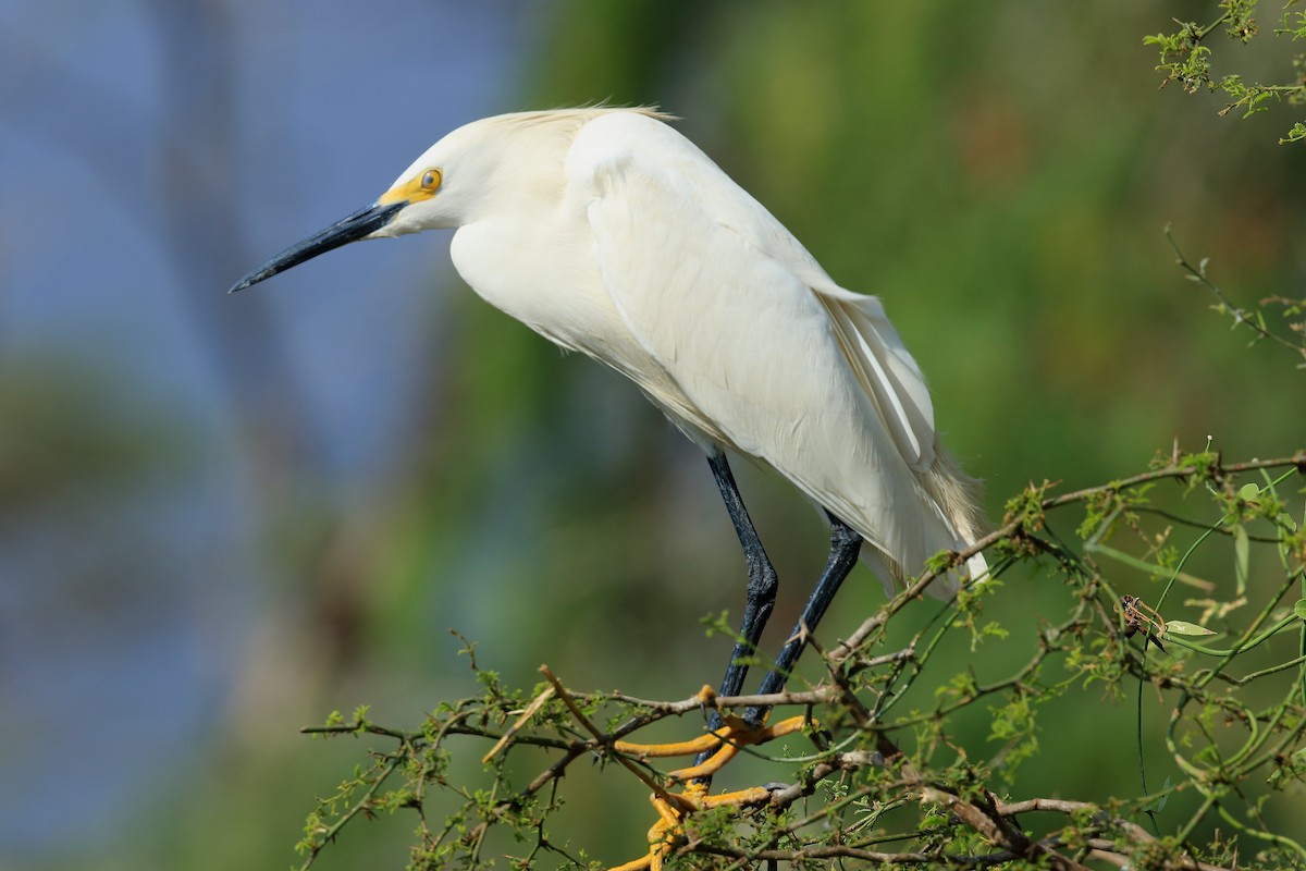 Snowy Egret - ML324122641