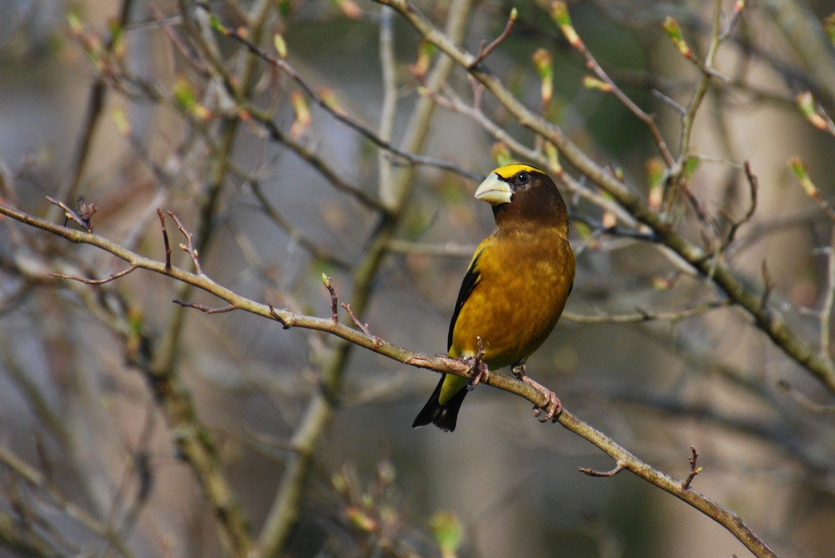 Evening Grosbeak - ML324123571