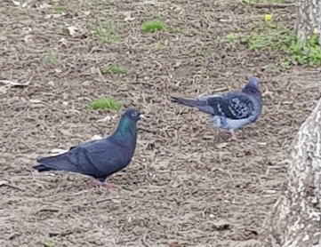 Rock Pigeon - ML324123591