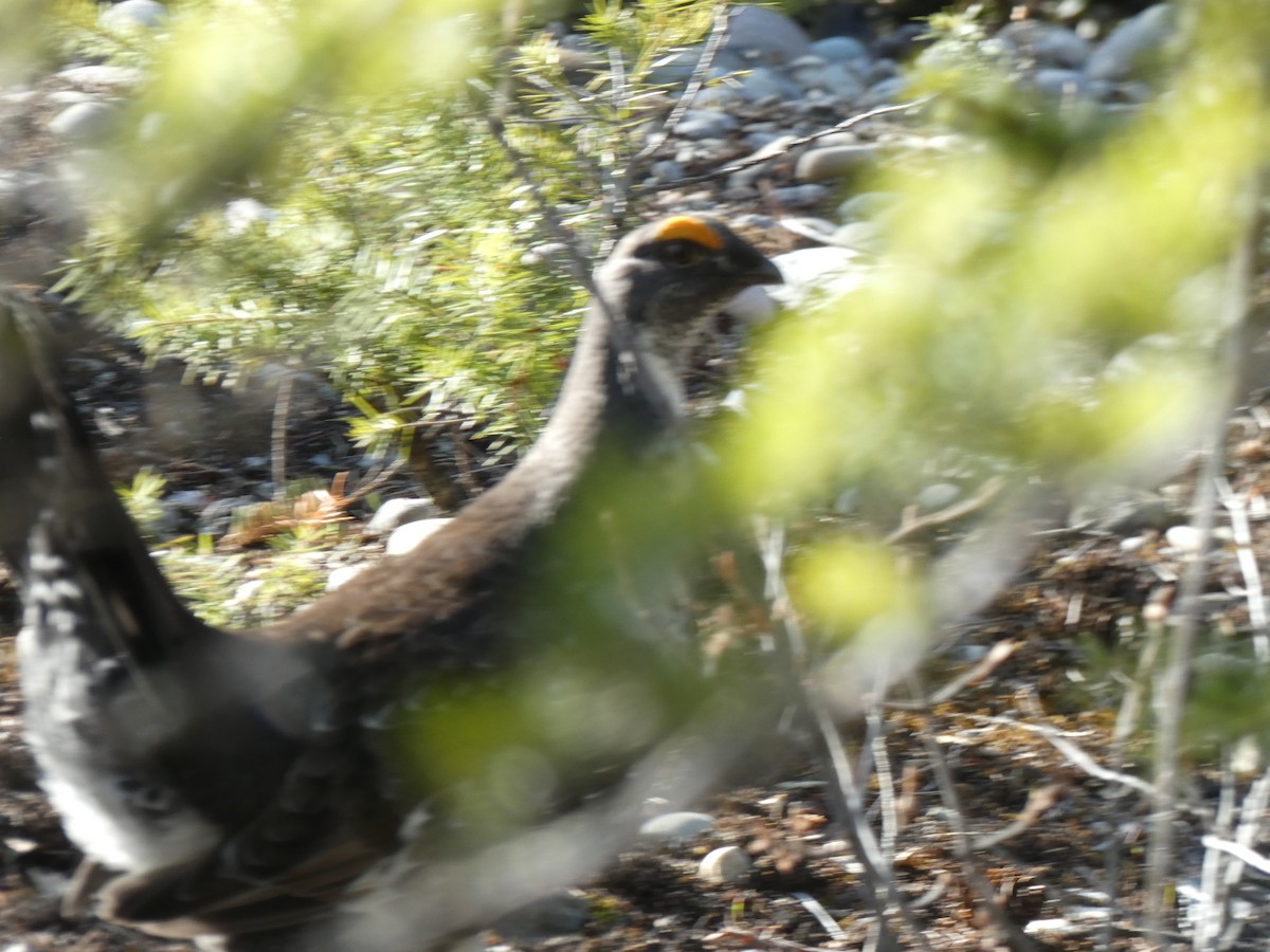 Dusky Grouse - ML324124021