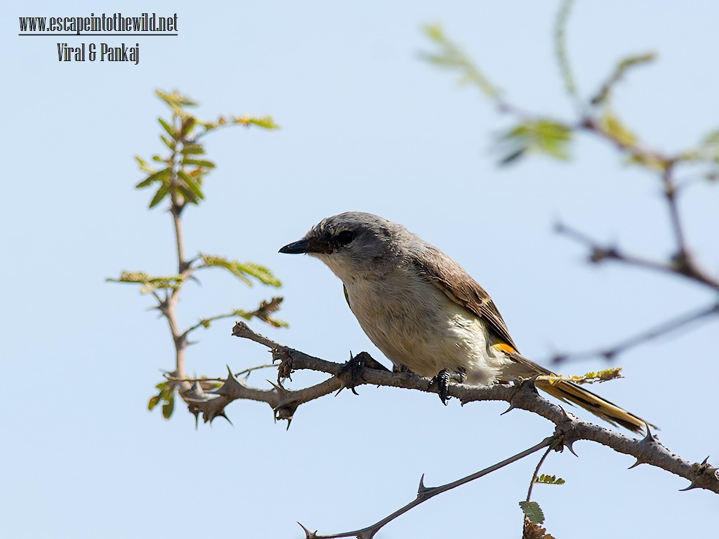 Small Minivet - ML324124351