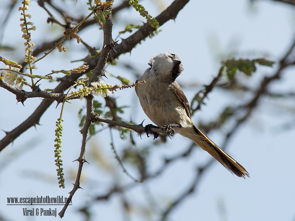 Small Minivet - ML324124361