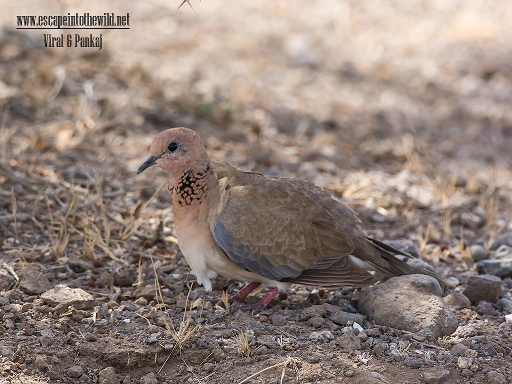 Laughing Dove - ML324124451