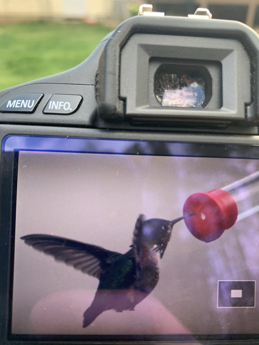 Calliope Hummingbird - ML324124811