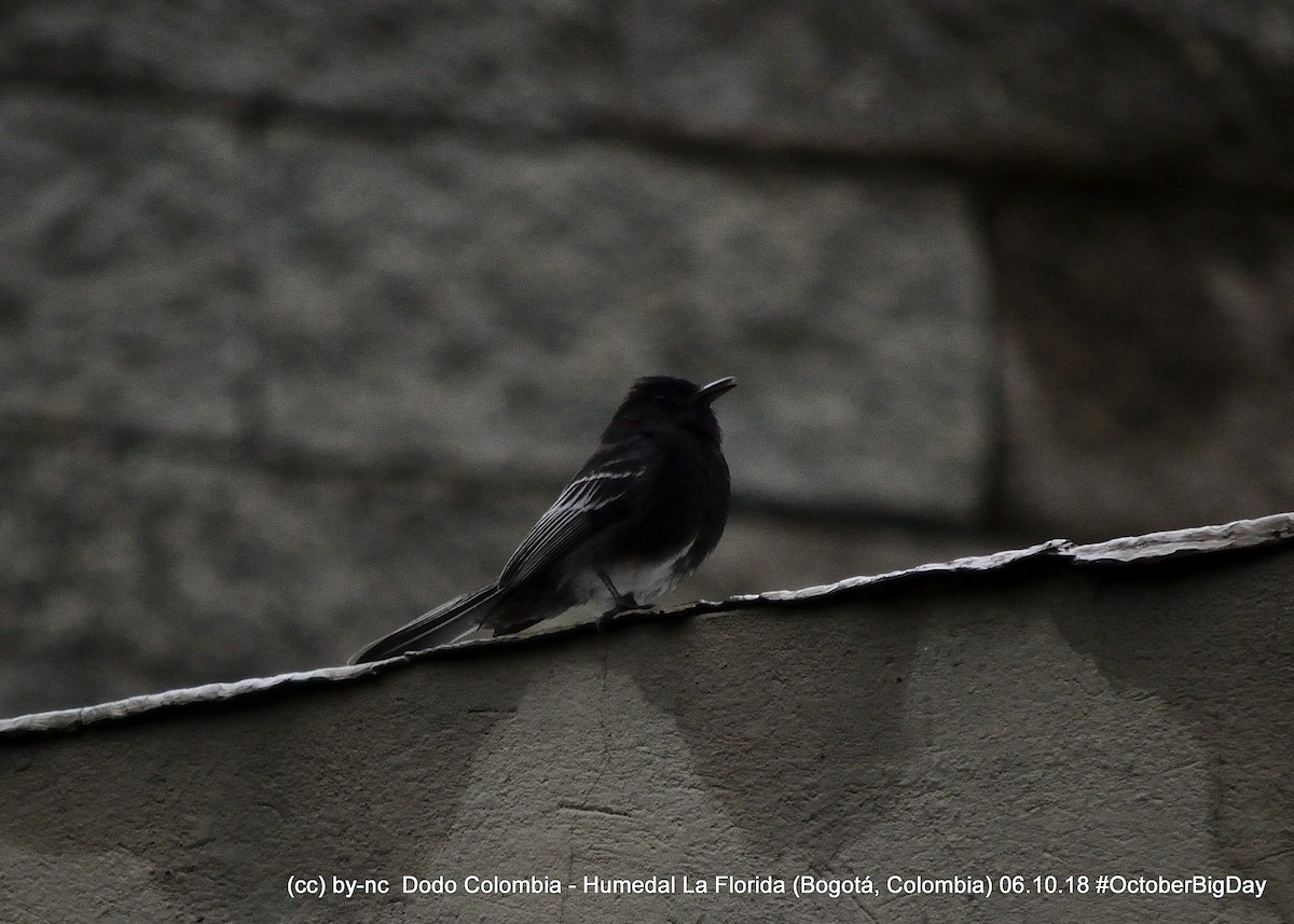 Black Phoebe - ML324124941