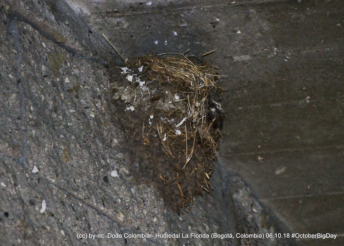 Black Phoebe - ML324124951