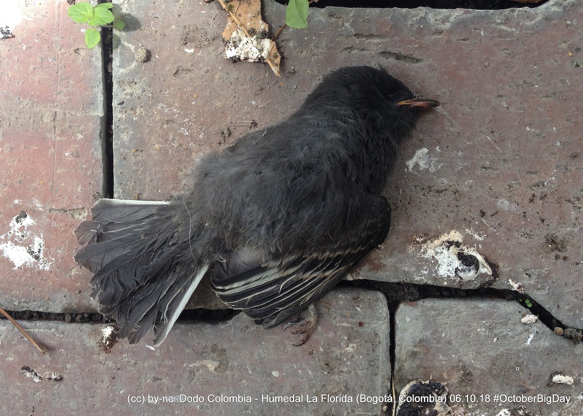 Black Phoebe - ML324125131