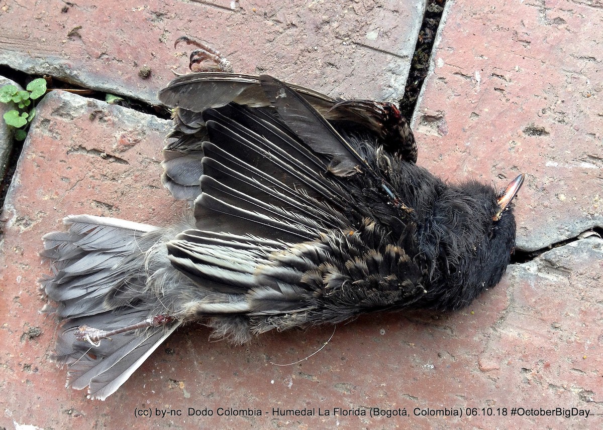 Black Phoebe - ML324125141