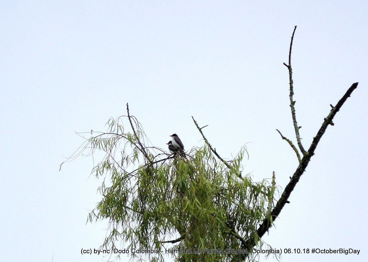 Eastern Kingbird - ML324125251