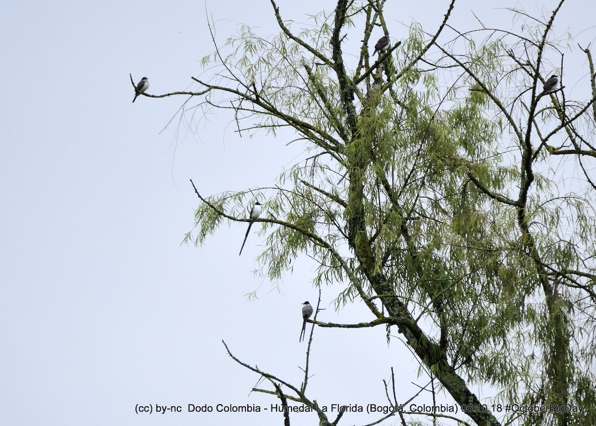 Fork-tailed Flycatcher - ML324125301