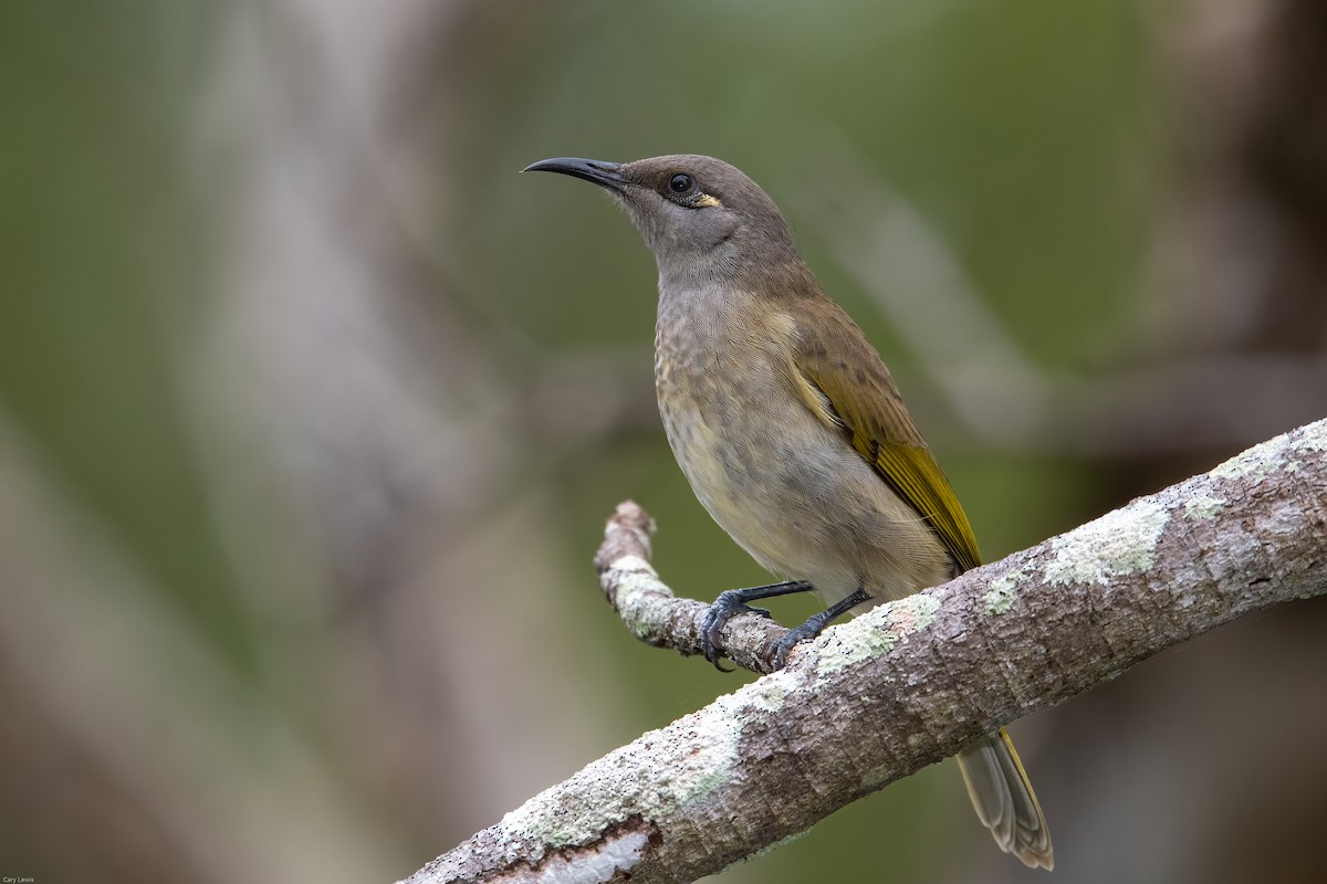 Brown Honeyeater - ML324125421