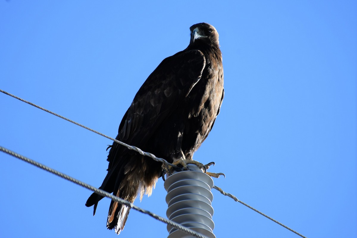 Golden Eagle - ML324125651