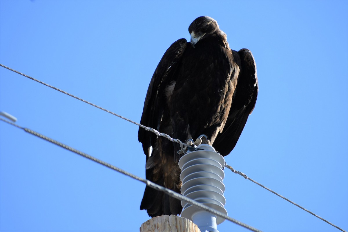 Golden Eagle - Barbra Sobhani